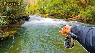 This River is LOADED with WILD Brown Trout! (North Georgia Pt 2 of 2)