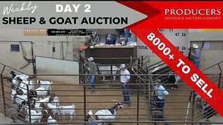 5/3/2023 - Day 2 of Producers Livestock Auction Company Sheep & Goat Auction