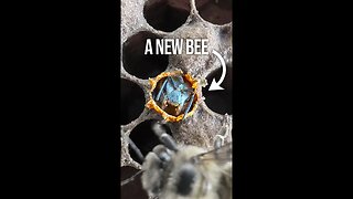 A New Bee Emerges