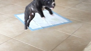 Puppy adorably fails at jumping on the couch