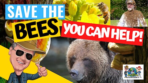 The Secret Lives of Bees I Part 2 - SAVE THE BEES! Colony Collapse Disorder