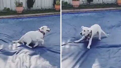 Excited doggy does zoomies all over pool cover