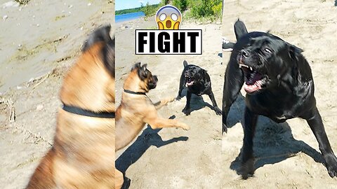 Cane Corso Meetup Fight Breaks Out