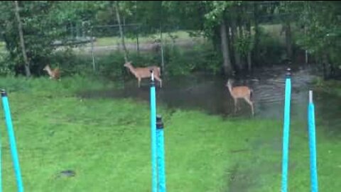 Cervi invadono un giardino per giocare con l'acqua