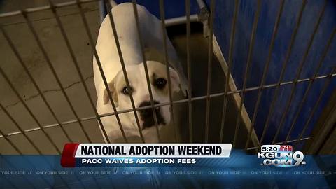 PACC celebrates National Adoption Weekend by waiving adoption fees