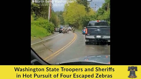 Washington State Troopers and Sheriffs in Hot Pursuit of Four Escaped Zebras