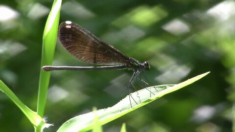 Dragon Fly Eating