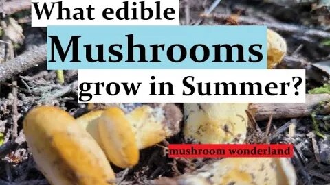 What edible mushrooms grow in the summer?