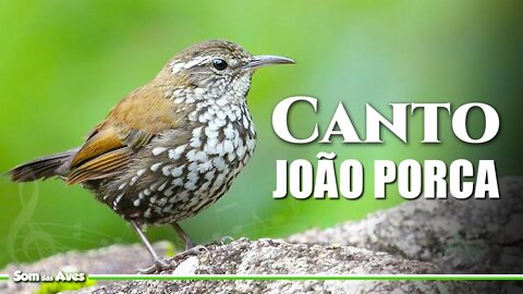 O Canto do JOÃO PORCA (Sharp Tailed Streamcreeper) - João do Riacho