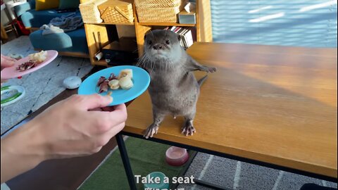 Otters Enjoy Seafood with Great Appetite