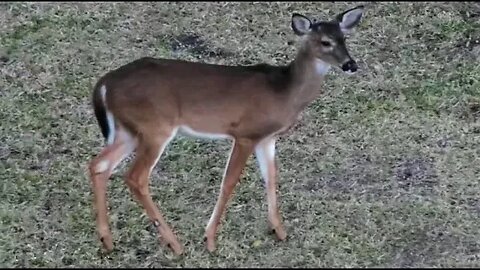 Deer Enjoying a Tasty Dinner 🦌 01/06/23 17:16