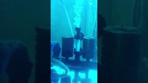 Fish in aquarium..Pls like&subscribe. #shorts #short #shortsvideo #shortvideo #aquarium #fish