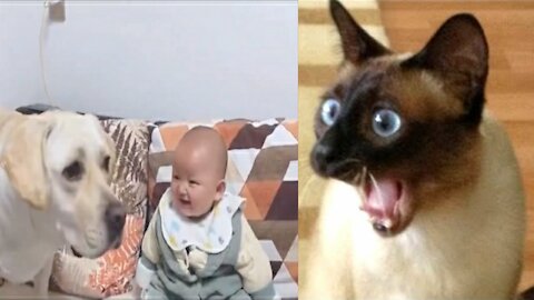 Cat and Baby Funny Reaction Videos | Super Dog and Cat