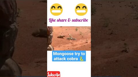mongoose try to attack snake 🐍#shorts #youtubeshorts