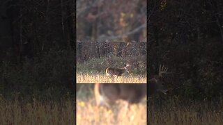 They both said "NOPE" #shorts #biology #deer #deerhunting