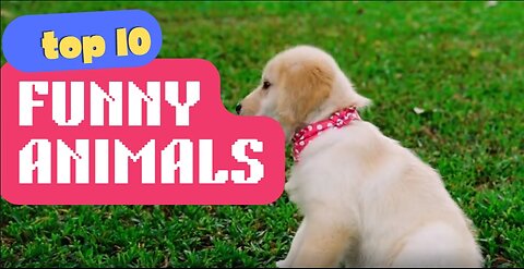 Funny Entertaining Animals - Relaxing baby watch - kids love to enjoy.