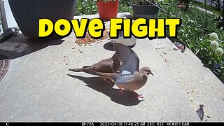Mourning Dove Fight!🐤