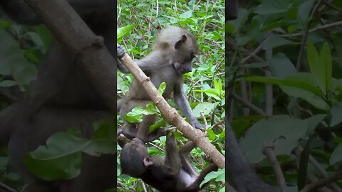 🐒 Cute Baby Baboons 🐒 #shorts #short