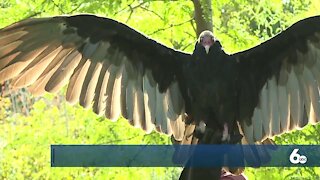 California Condors Moved to Birds of Prey