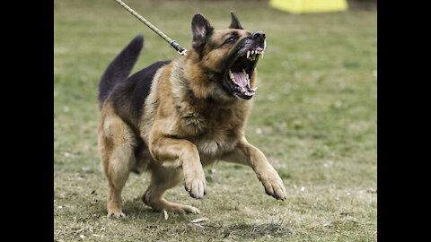 How to train dog to become aggressive | Train you dog to protect you