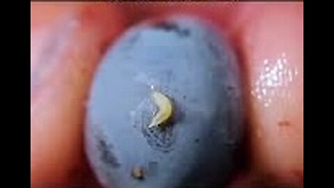 5 FRUITS ARE PRONE TO PARASITES 🦠