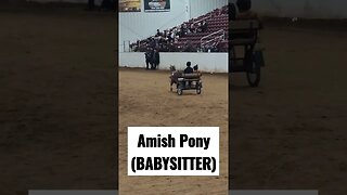 Amish Boys and their Pony