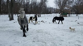 Happy horses having fun playing in the snow