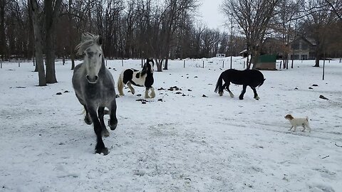 Happy horses having fun playing in the snow