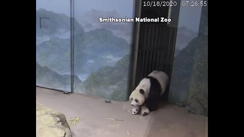 Panda cub at Smithsonian takes trip