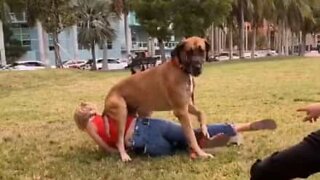 Giant dog sits on owner's face!
