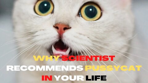 WHY You Need A Pussycat In Your Life