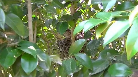 Little baby birds Brown Thrasher babies in their nest