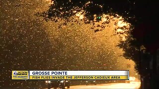 Fish flies invade Jefferson Cadieux area in Grosse Pointe