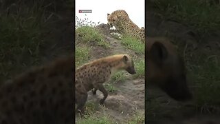 Cheetah Chases Hyena! #shorts