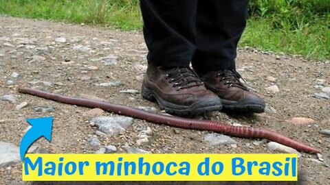 Maior Minhoca do Brasil (Minhocuçu)