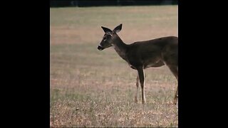 deer in georgia