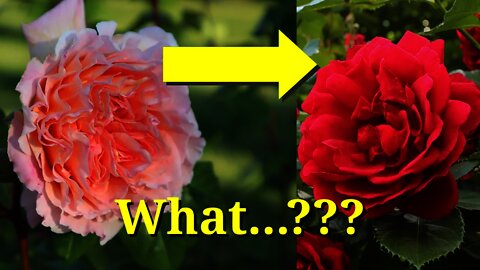 Why Would a Rose Change Color?