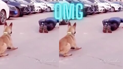 OMG! Cute dog is exercising with its owner || Best Funny Dog