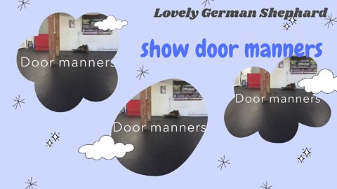 lovely German shepherd show door manner