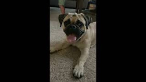 Playing with Mr. Puggles - making him do zoomies