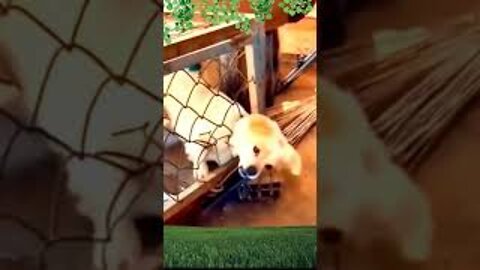 Funny animal videos most watching videos animalस