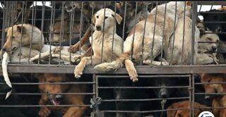 Big Dog Ranch Rescue needs help saving dogs from China meat festival