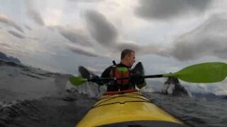 Un kayakiste surpris par un groupe de baleines en plein repas