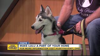 Oct. 14 Rescues in Action: Lulu looks for longtime friend