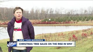 Christmas tree sales on the rise in Western New York