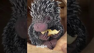 Spiky Eating Fruit #shorts