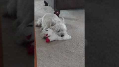 Cairn Terrier "sings" when he plays with squeaky toy