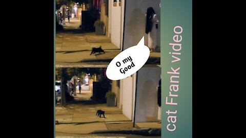 Cat Frank video