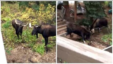 Intensa luta entre alces filmada nos EUA