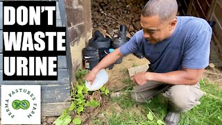 3 Permaculture Uses For Urine